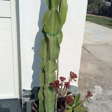 Casa Cactus T&c